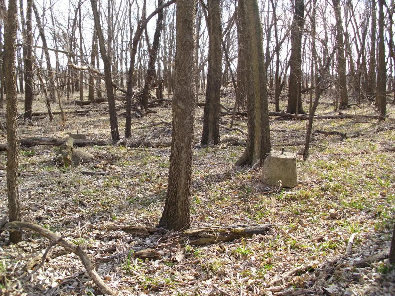 President assigns Hugh C.A Brown as head of Forest Services Division