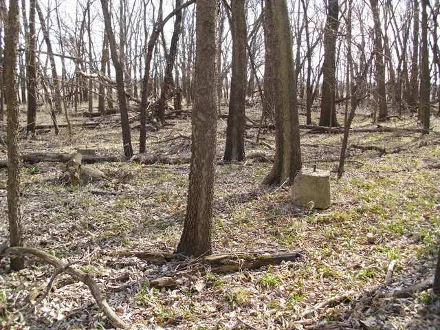 President assigns Hugh C.A Brown as head of Forest Services Division