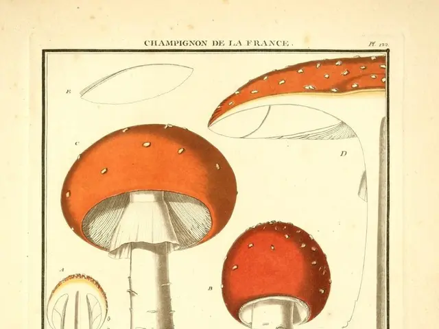 Brain Supplement Comparison: Lion's Mane versus Alpha-GPC - Which Offers Greater Enhancement of...