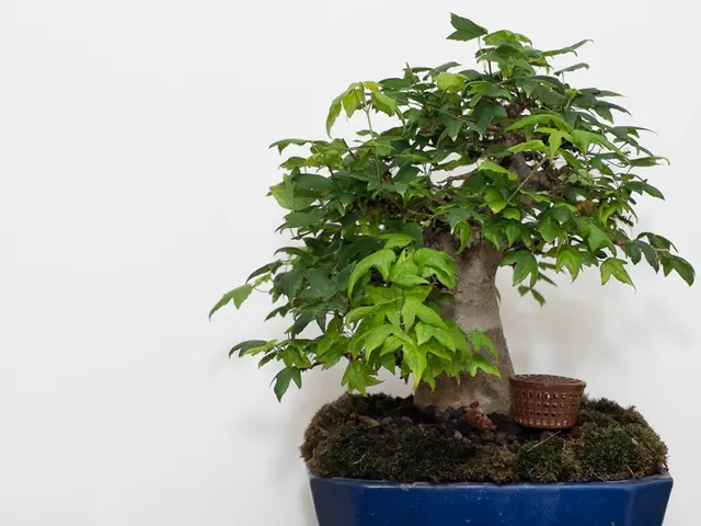 Mastering Intricate Bonsai Shaping: Altering Branch Placement and Direction