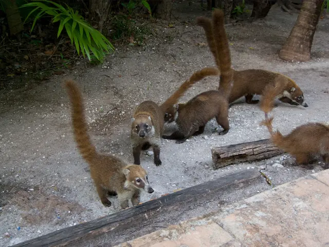 Urban Development Centered on Beaver Colonies