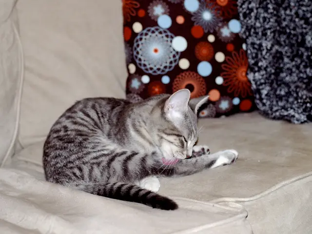 Feral Paws Rescue: A Tale of Herbie and River, Stray Cats Given a Second Chance