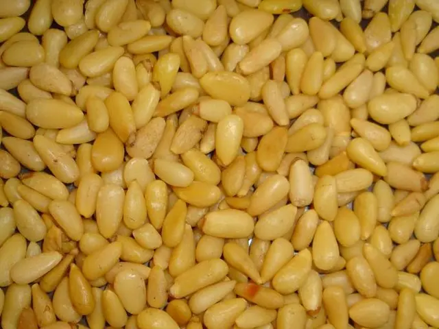 Fungal Treatment of Corn Stover Segments for Ethanol Synthesis