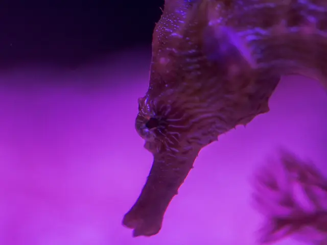 Symbolic Sea Horse Embellishments in Jewelry: Interpretations and Motivations Behind Their Use