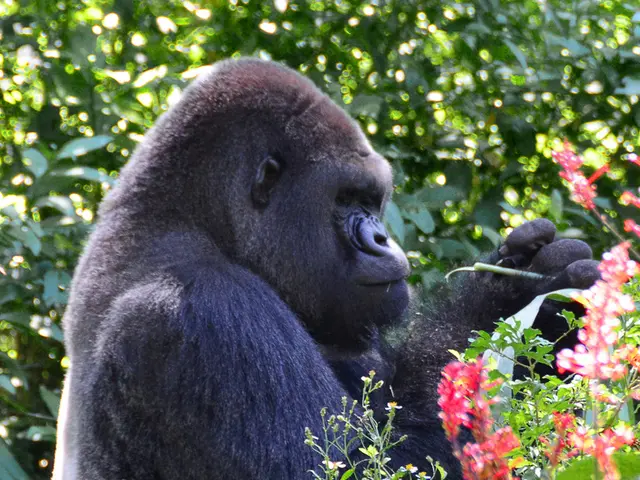 Exploring Gorilla Sexual Combinations: Insight into Their Intricate Social Arrangements and...