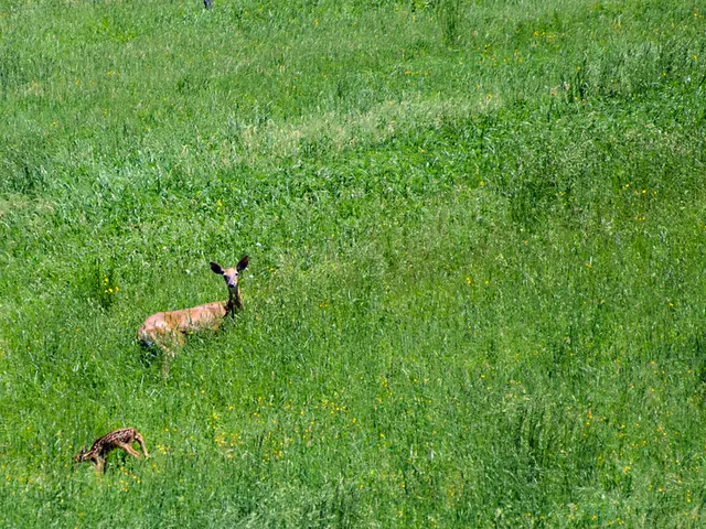 "Complimentary 'Eco-Hero' curriculum available for elementary school students in Kamchatka"