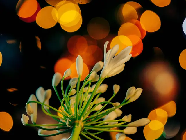 Scientific Innovations: Luminous Lettuce Through Genetic Engineering