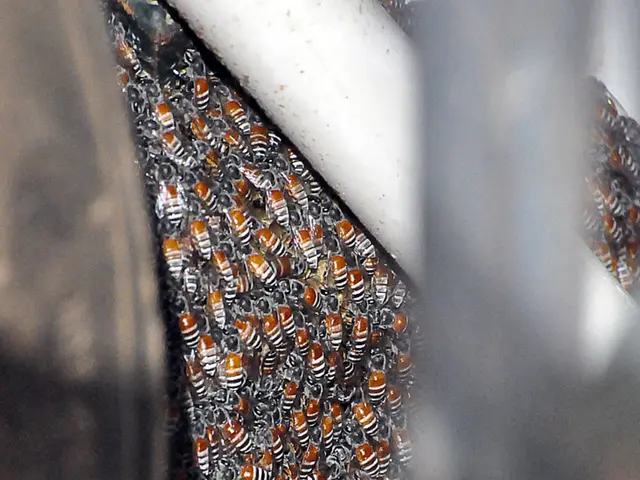 Celebrating the Indispensable Role of the busiest Insect in the World: Honey Bees on Honey Bee Day