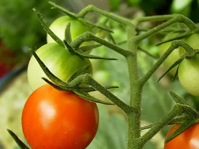 Common Errors Found in Tomato Plant Cultivation, According to Specialists