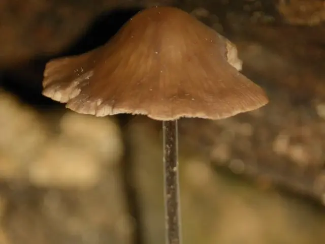 Enhancing Focus Through Lion's Mane: A Natural Concentration Booster