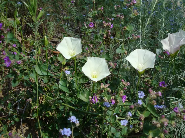 Alien populace engaged in conflict: legislation passed to combat intrusive flora