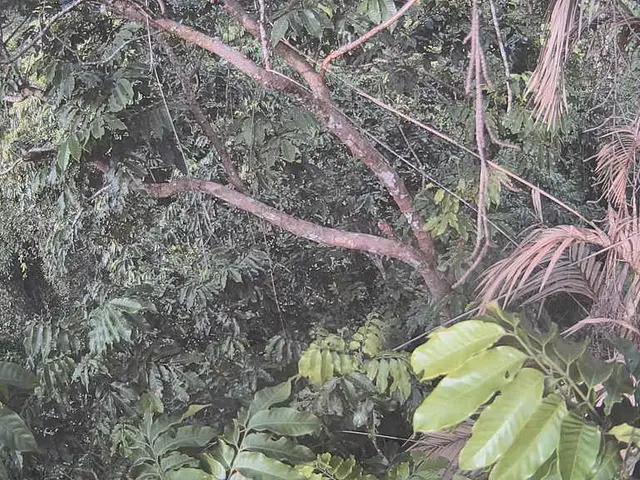 Tropical Plant Preservation: Journey into Conservation with the Hawaii Island Palm Association