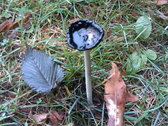 Jharkhand'sconcealed woodland treasure, Rugda Mushroom, boasts nourishing properties and has the...