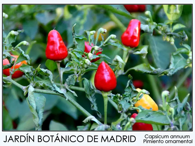 Middle School Pupils in Virginia Face Suspension for Owning Oregano Herbs