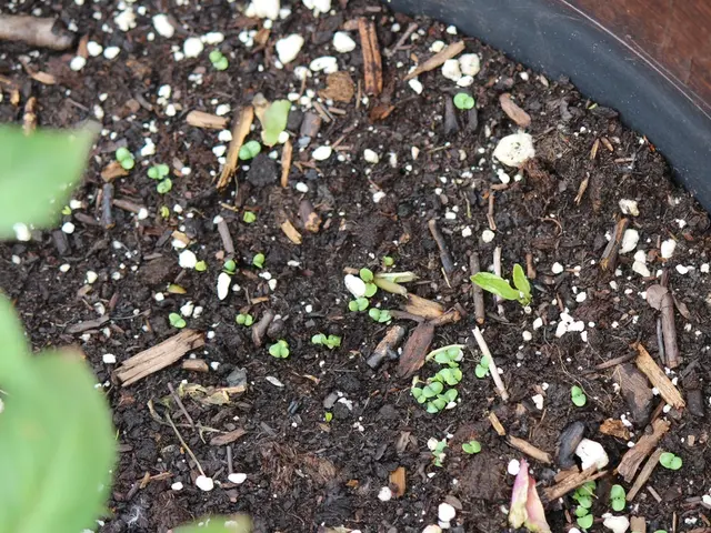 Celebrating Earth's Soil on World Appreciation Day