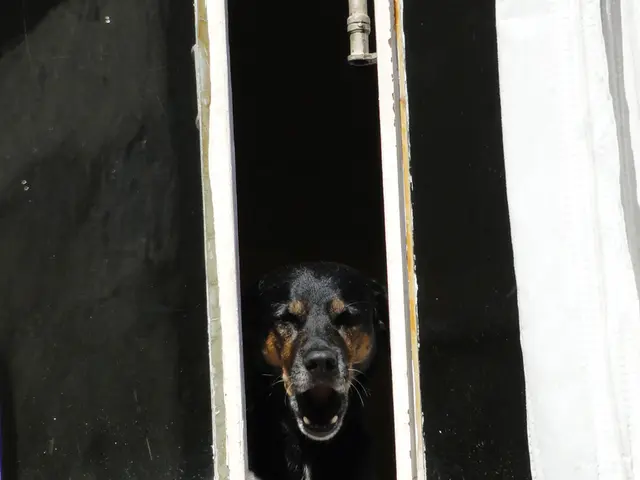 In this picture, we see a black dog is standing in between the railing of the rods and the dog is...