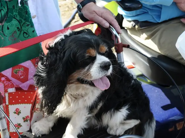 In this picture we can see a dog is sitting on a chair and on the chair there are some items. On...