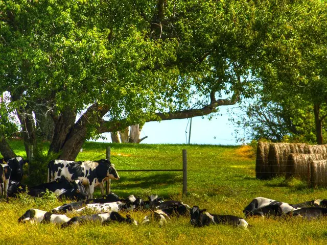 In this picture we can see some cows are on the grass, around we can see some trees and dry grass.